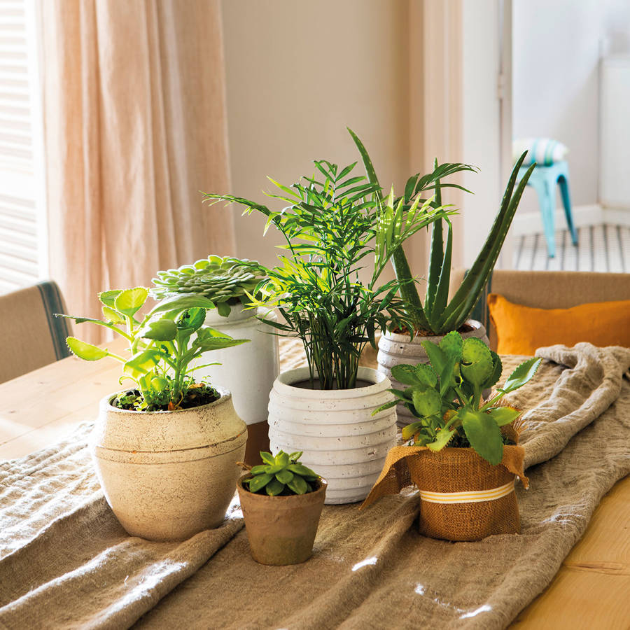 Plantas