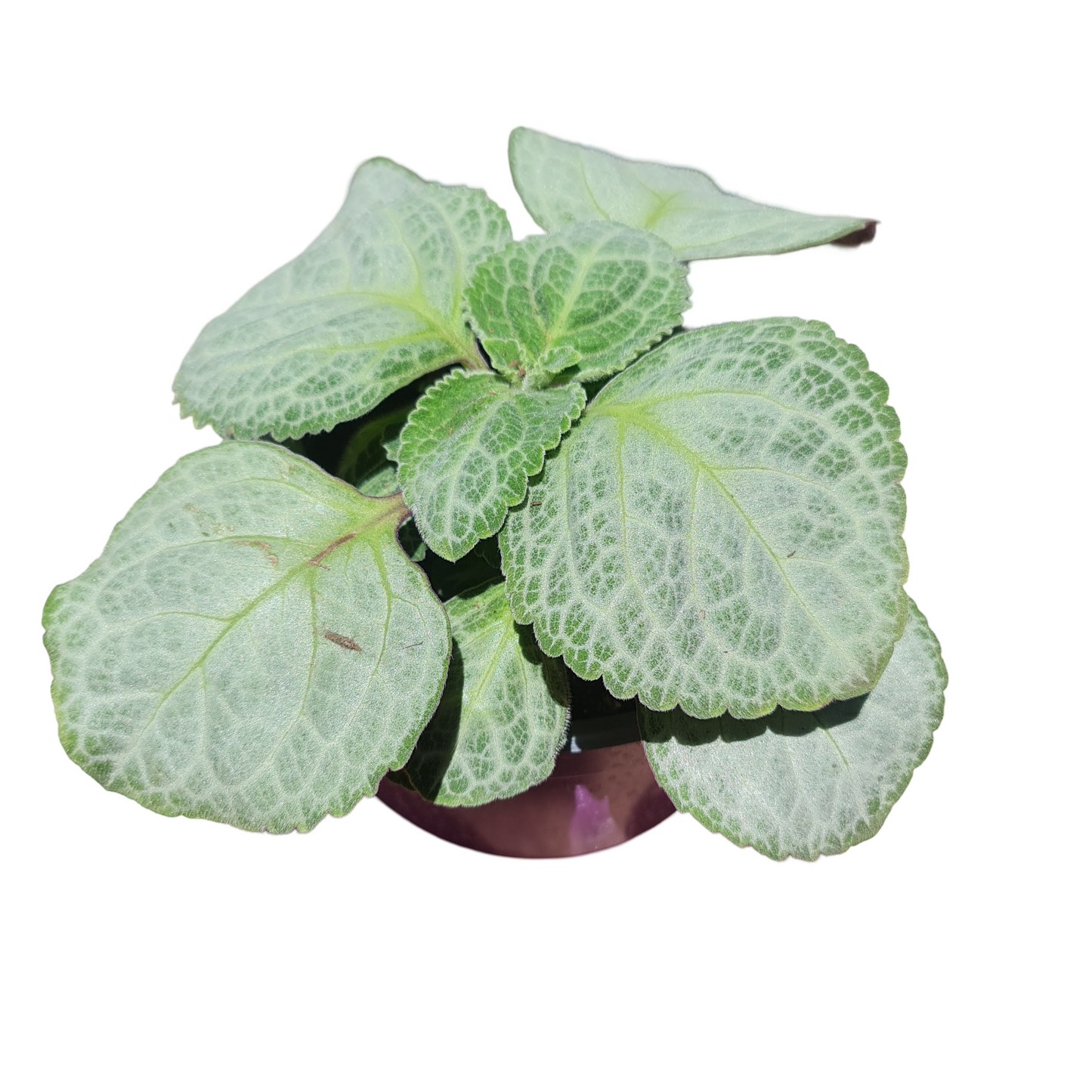 Dolar Blanco Macetero N°19