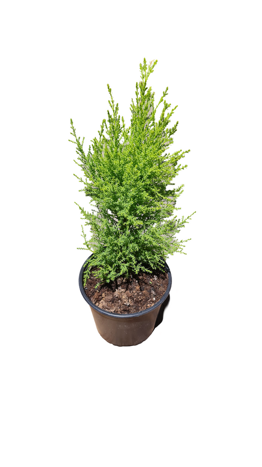 Pino Aromático M-17