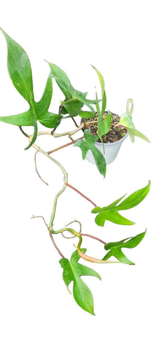 Philodendron Florida - M15