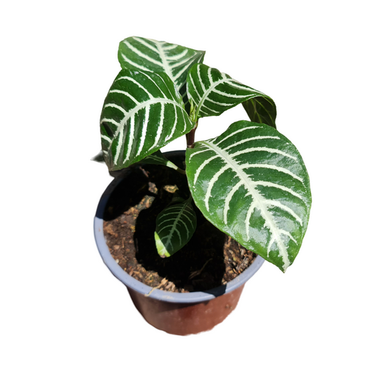 Aphelandra Macetero N°12