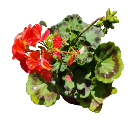 Cardenal color rojo MC14