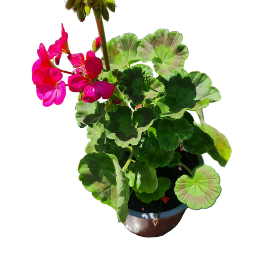 Cardenal color violeta MC14