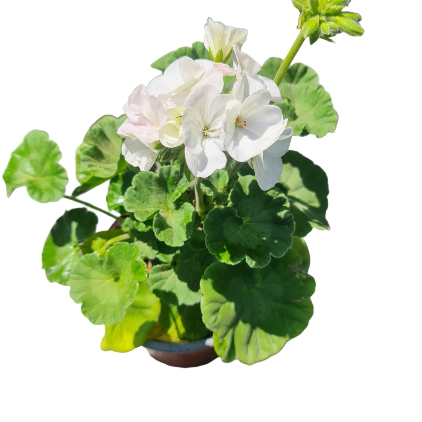 Cardenal color blanco MC14