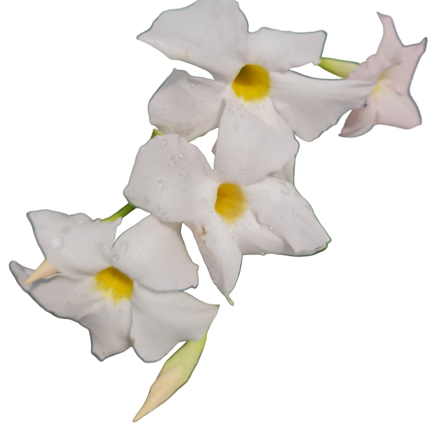 Diplademia color blanco MC14