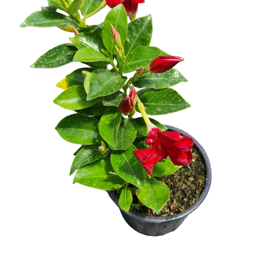 Diplademia color rojo MC14