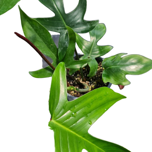 Filodrendo florida MC15