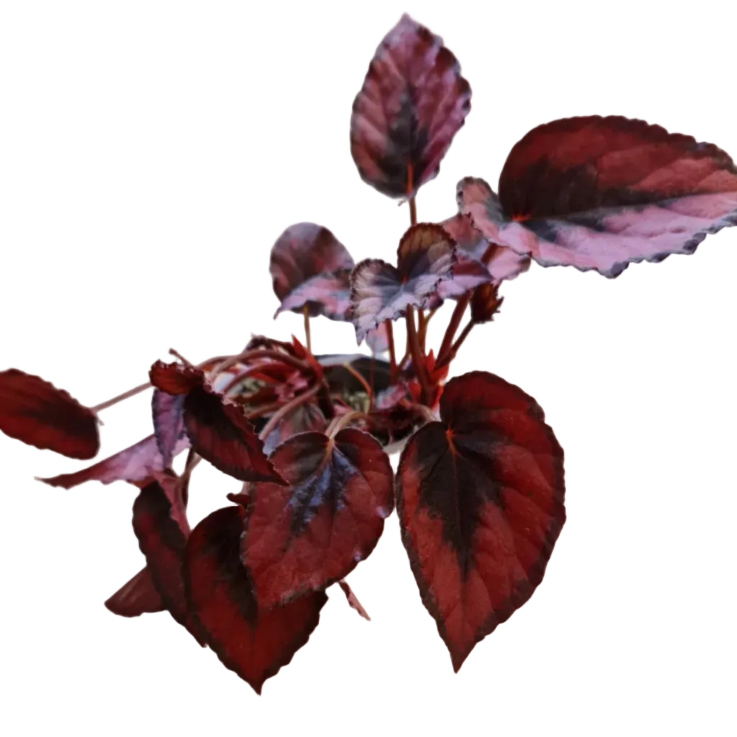 Begonia Rex Kiss M10