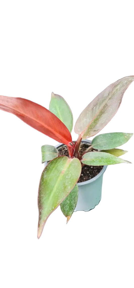 Philodendron Prince Of Orange - M15