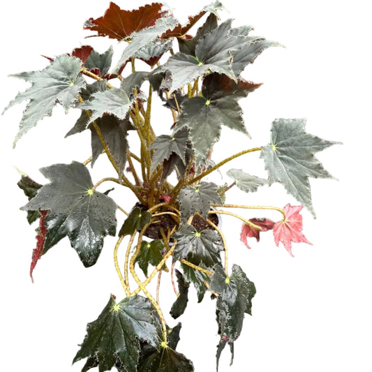 Begonia Cleopatra M17