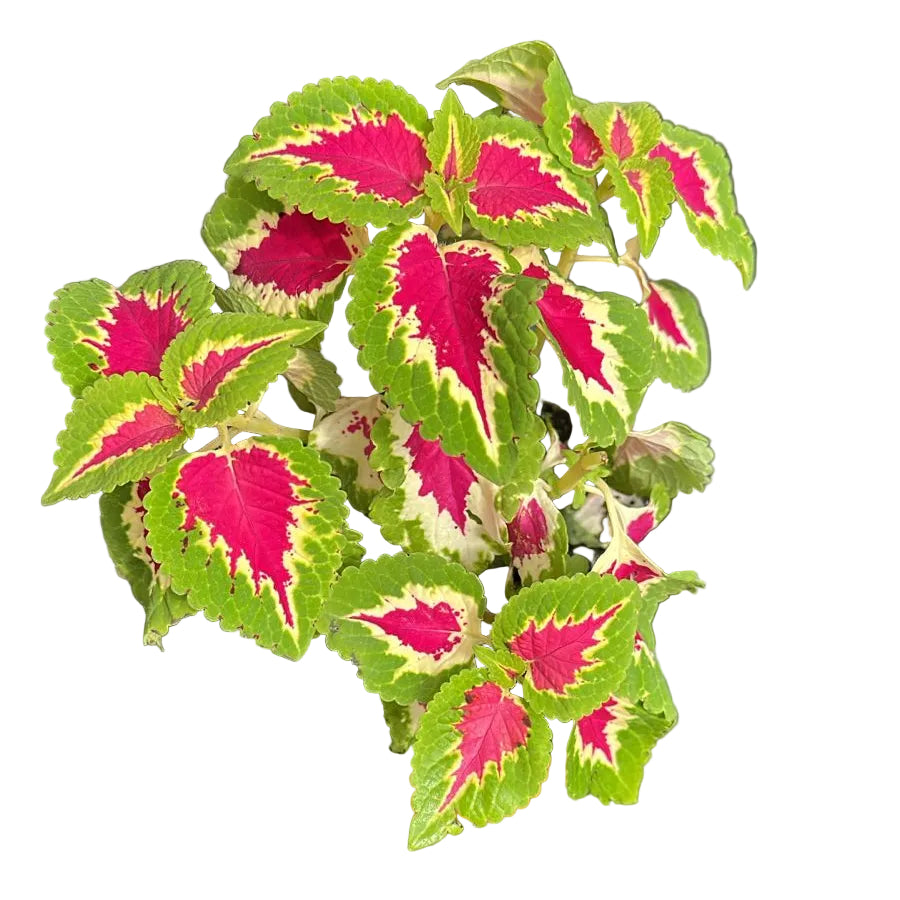 Coleus fucsia M15