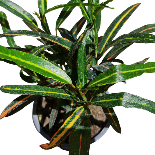 Croton Hoja larga Macetero N°13