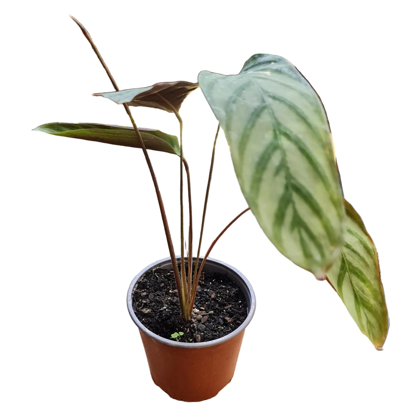 Ctenanthe Setosa M17