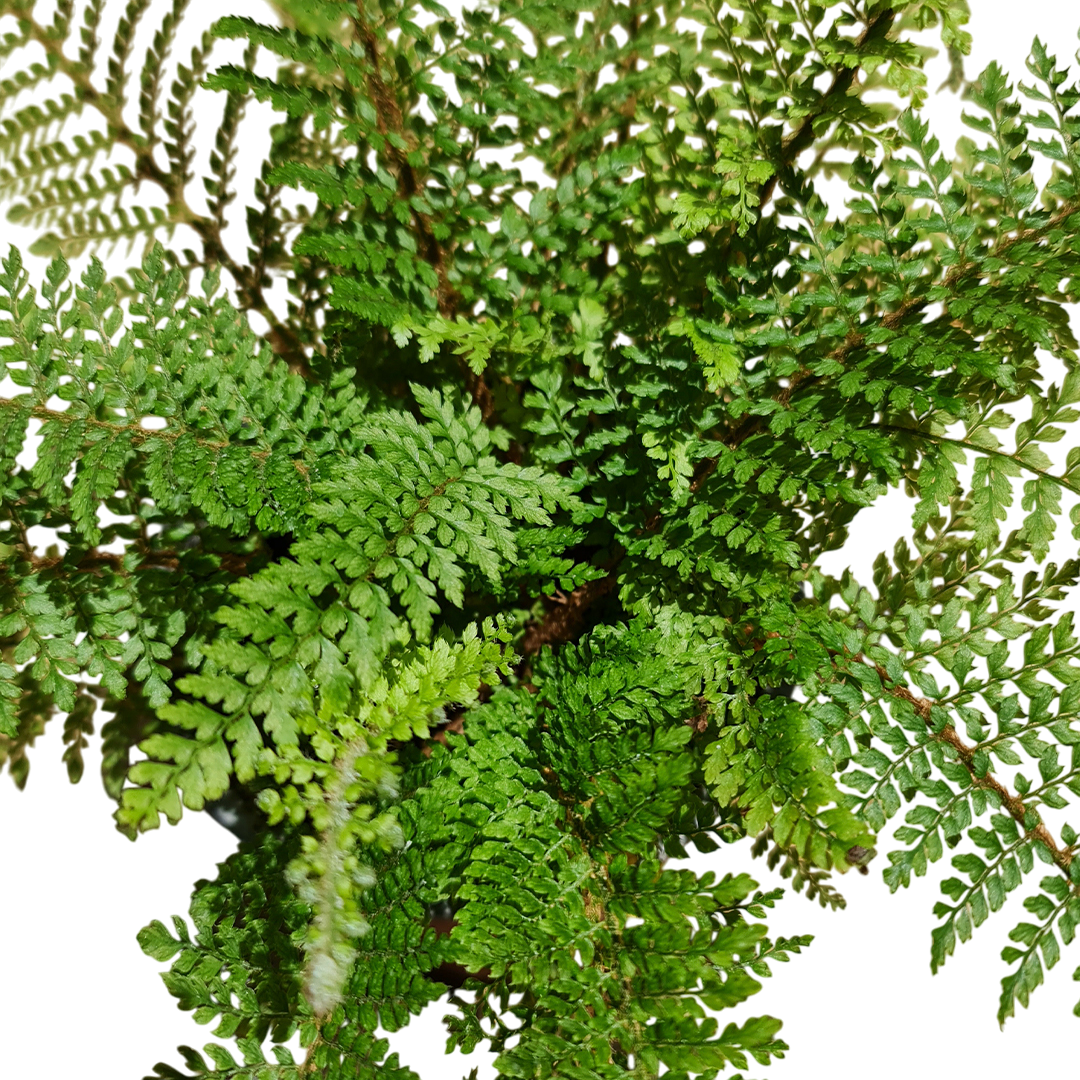 Helecho Polystichum Macetero N°13