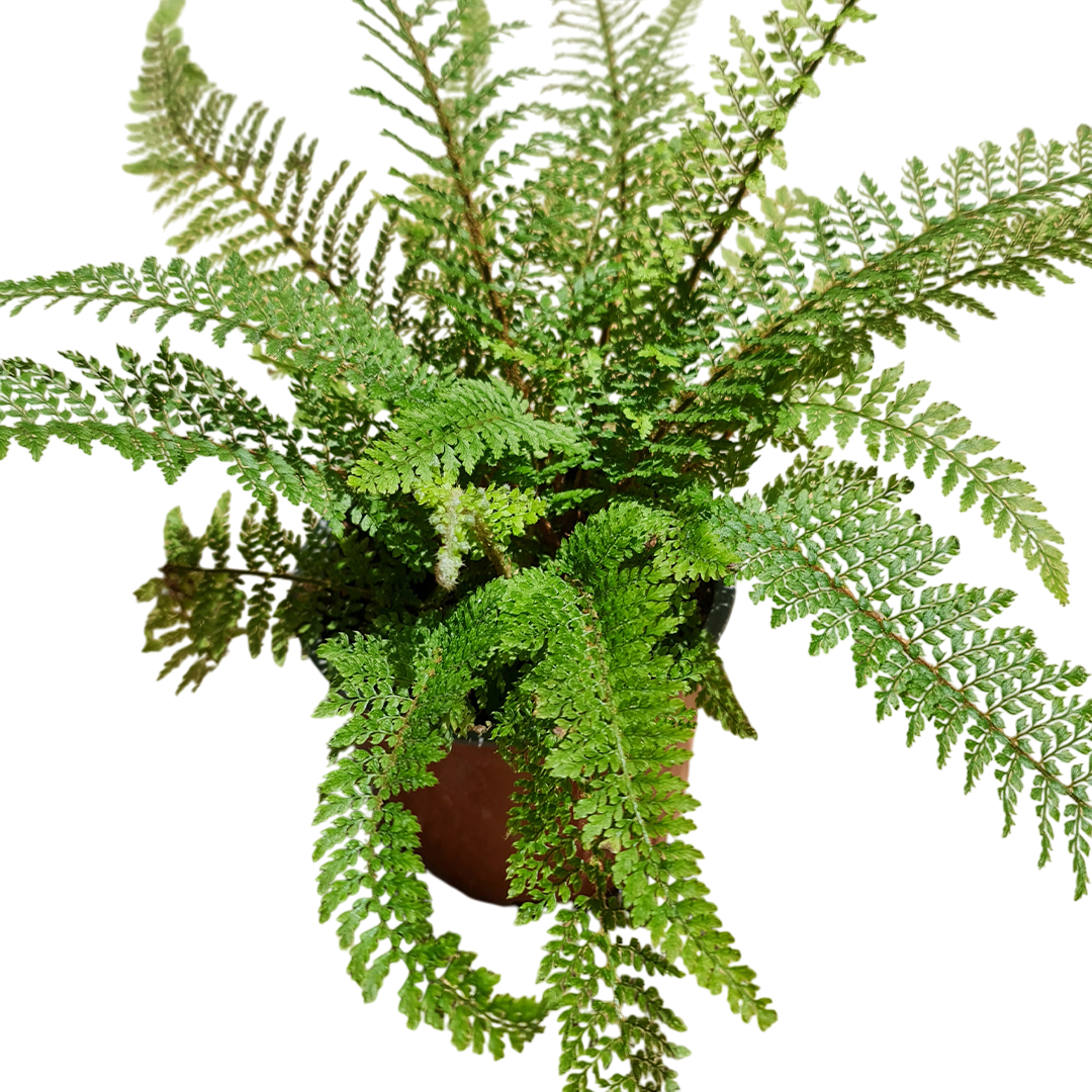 Helecho Polystichum Macetero N°13