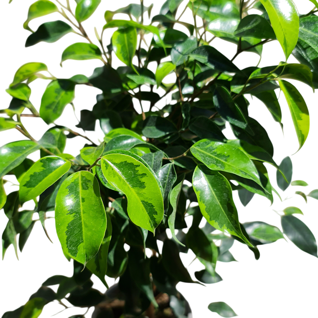 Ficcus Anastasia MC N°21