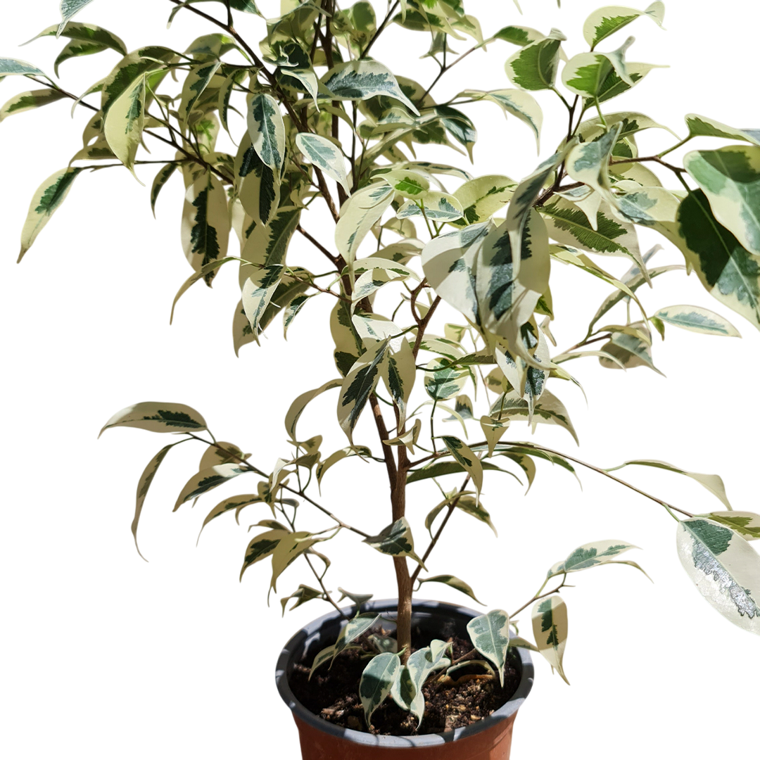 Ficcus hawai Macetero N°21