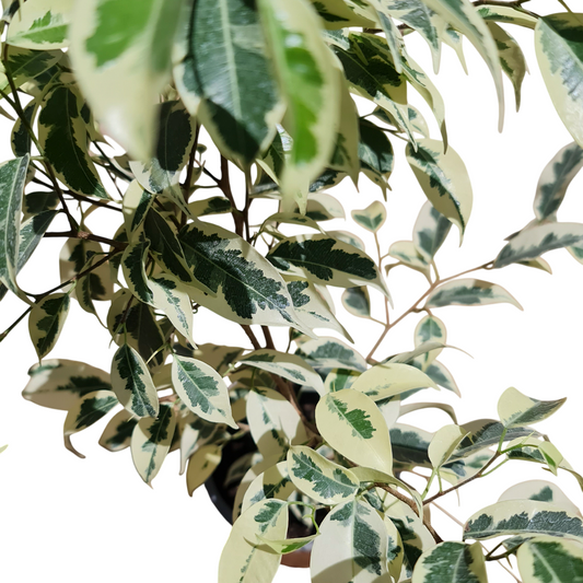 Ficcus hawai Macetero N°21