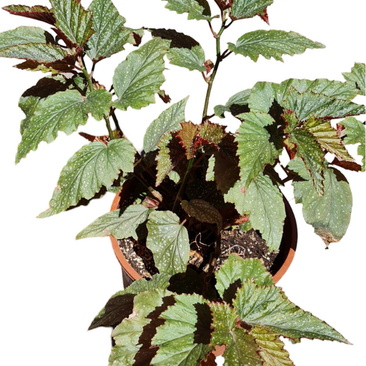 BEGONIA ALAS DE ANGEL