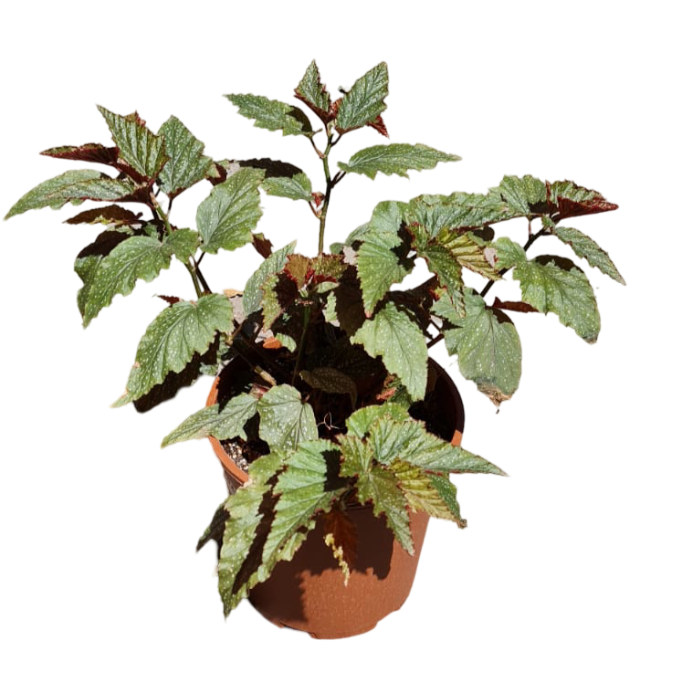 BEGONIA ALAS DE ANGEL