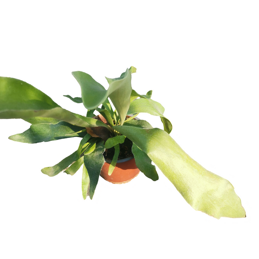 Cuerno de alcé MC15