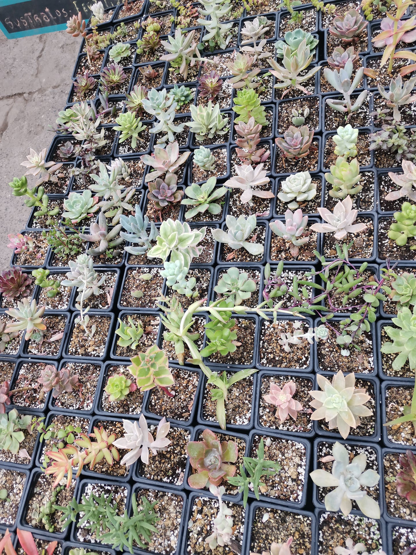 SUCULENTAS VARIEDADES