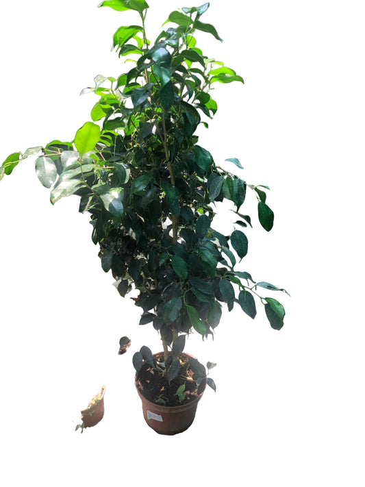 Ficus Benjamina M-21