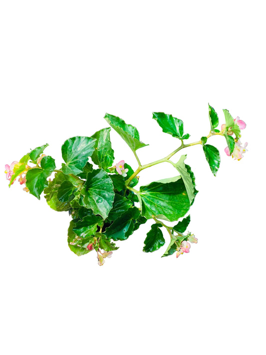 Begonia Hula Pink M-11