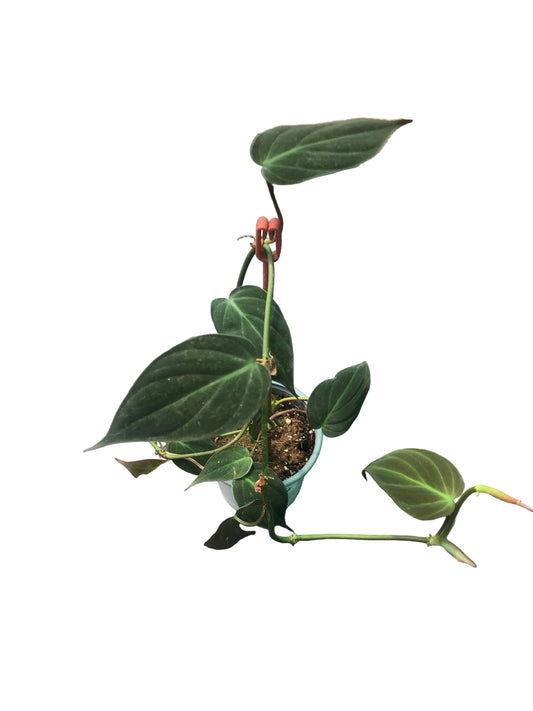 Filodendron Selloum Micans M-11