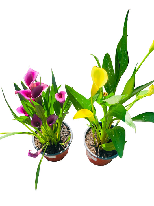 Calas Macetero Nº17