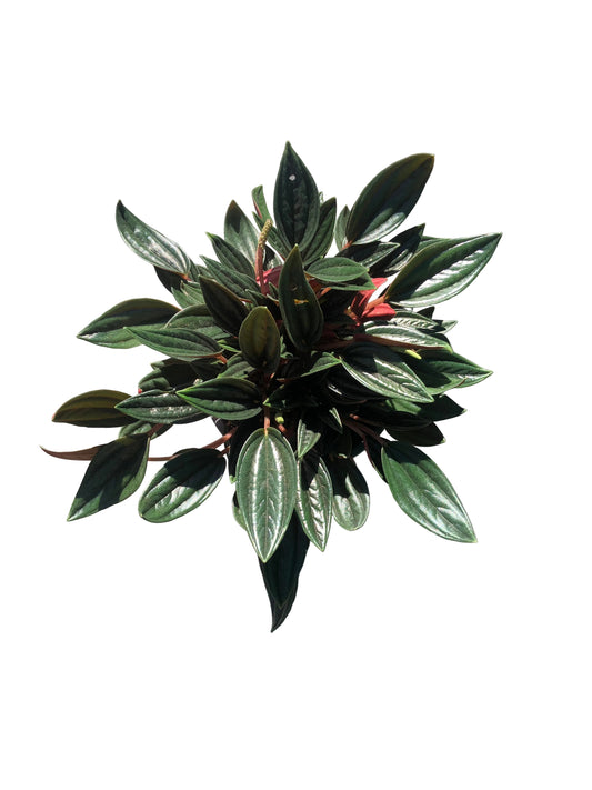 Peperomia Rosa M-13
