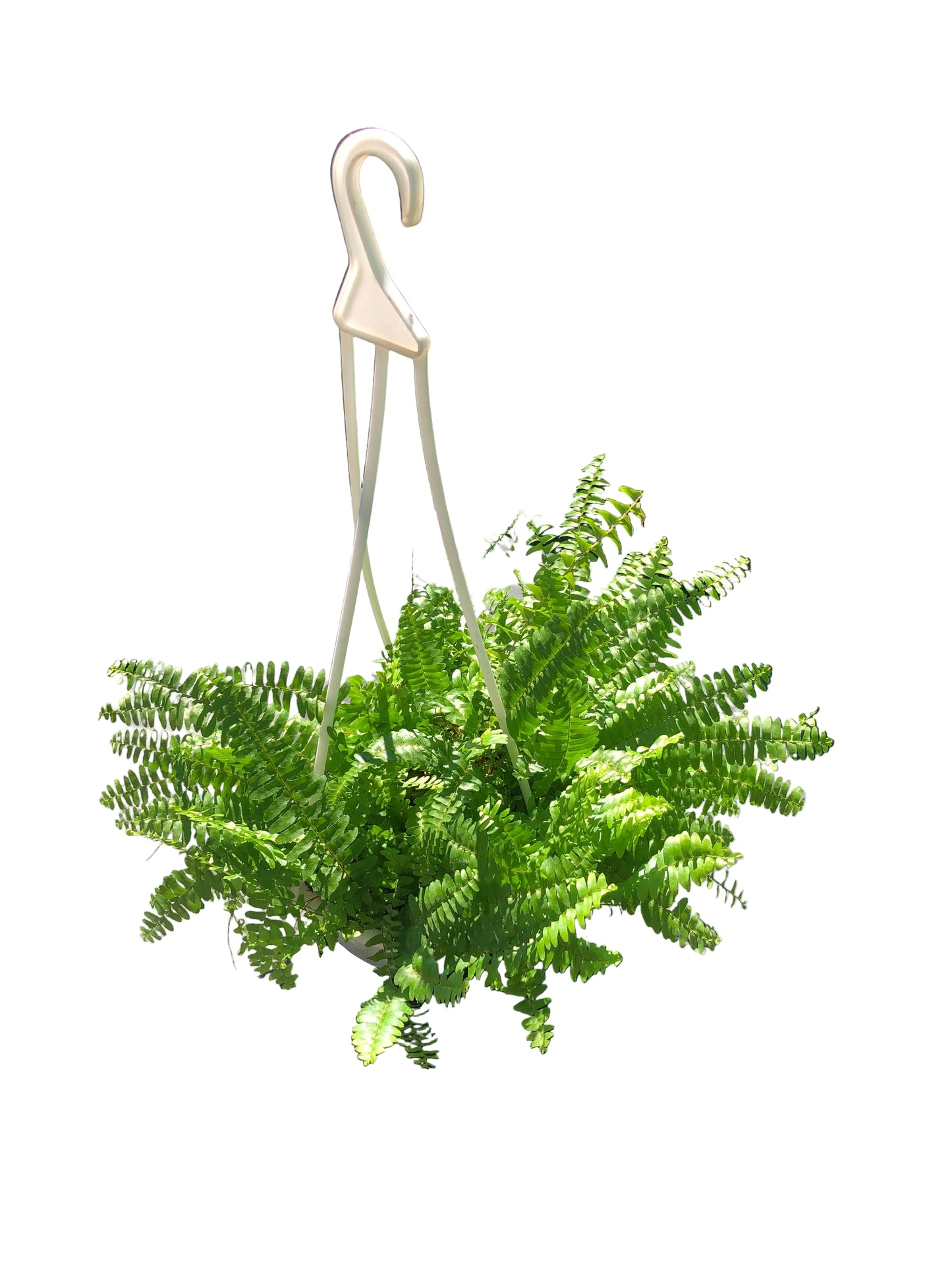 Helecho Colgante M-10