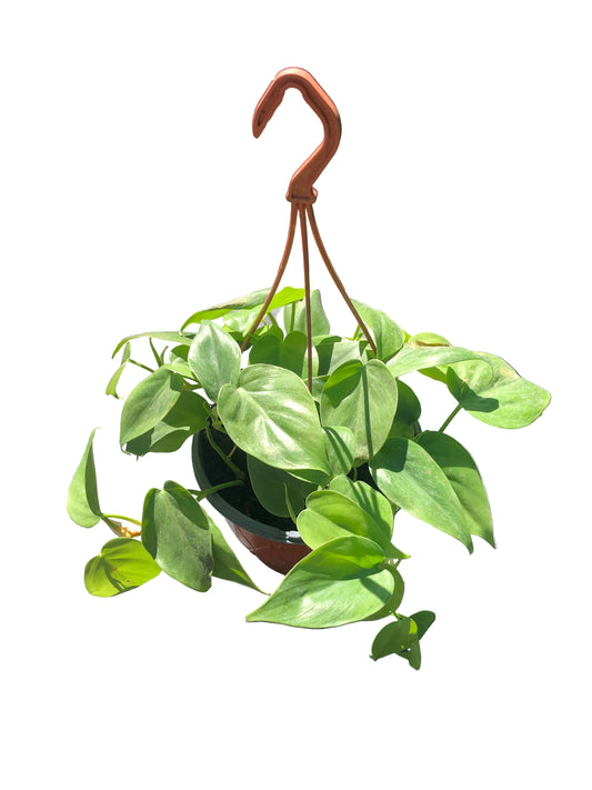 Filodendro Cardtun M-19