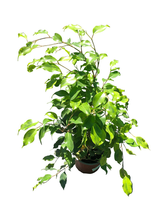 Ficus Golden M-17