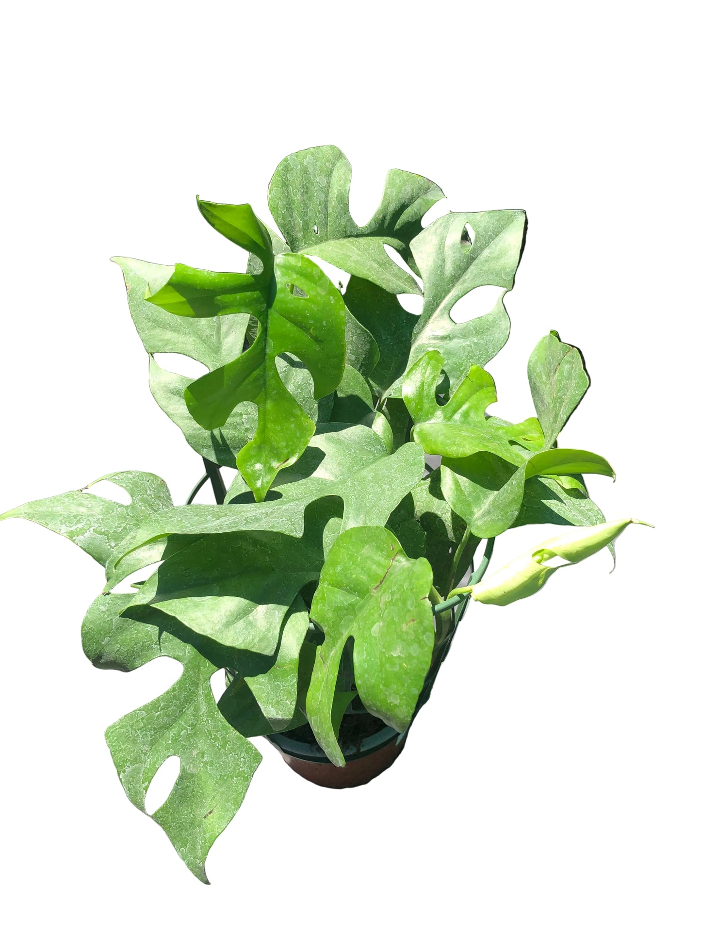 Monstera M-14