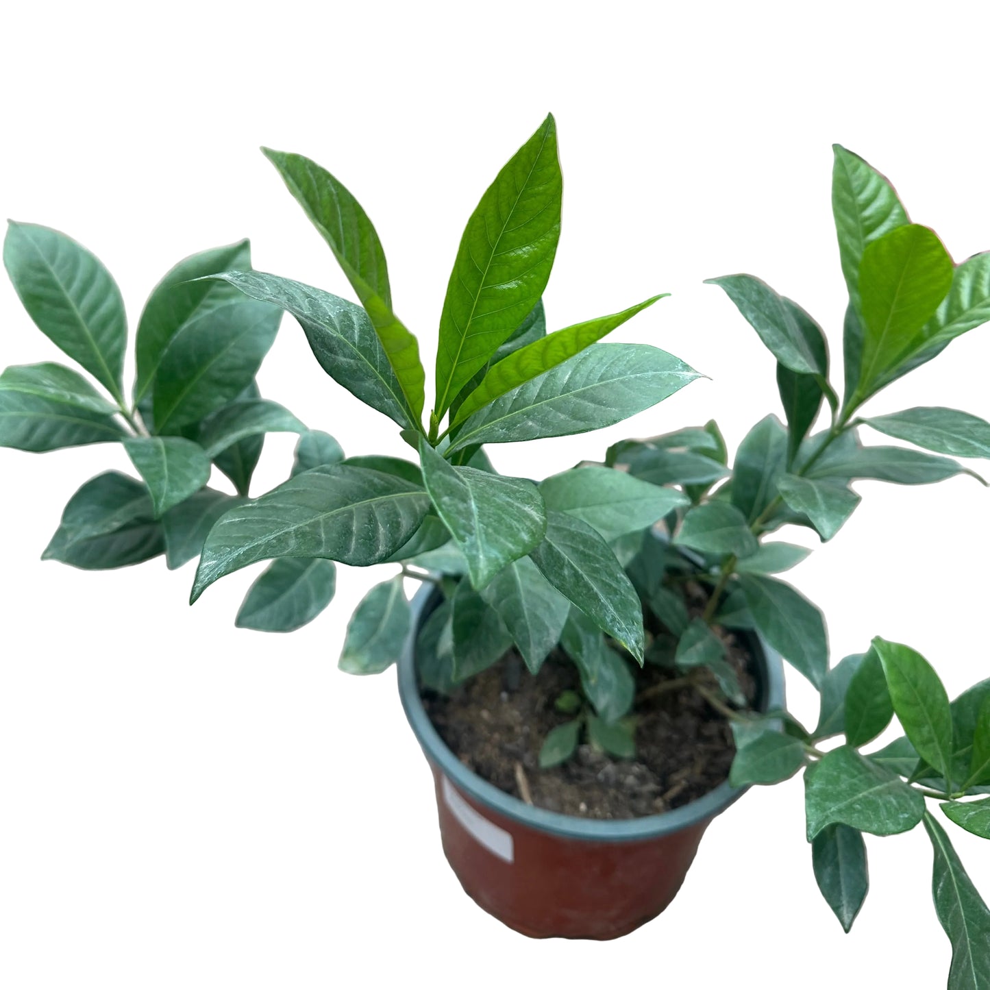 Gardenia M 21
