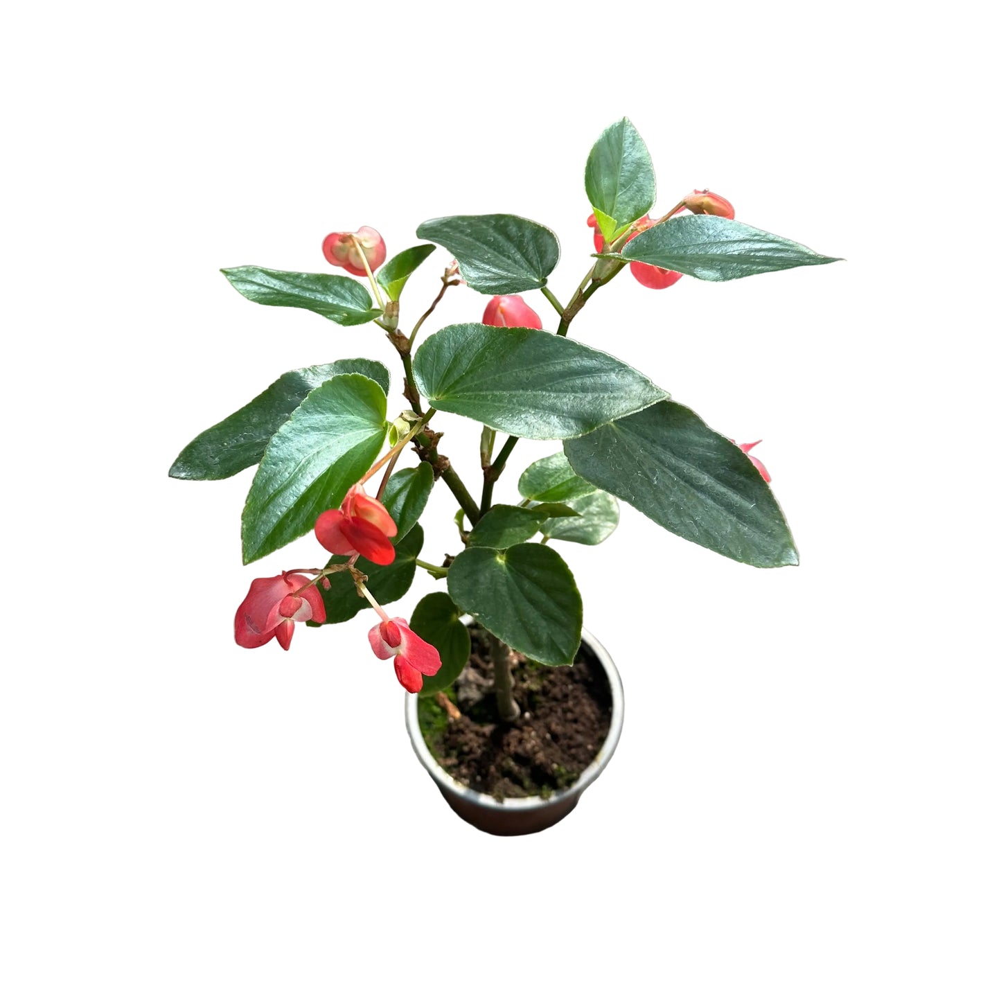 BEGONIA DRAGÓN N 14