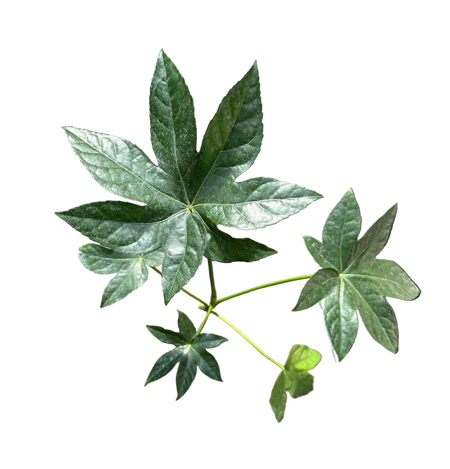 Aralia Japonica M 13