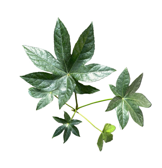 Aralia Japonica M 13