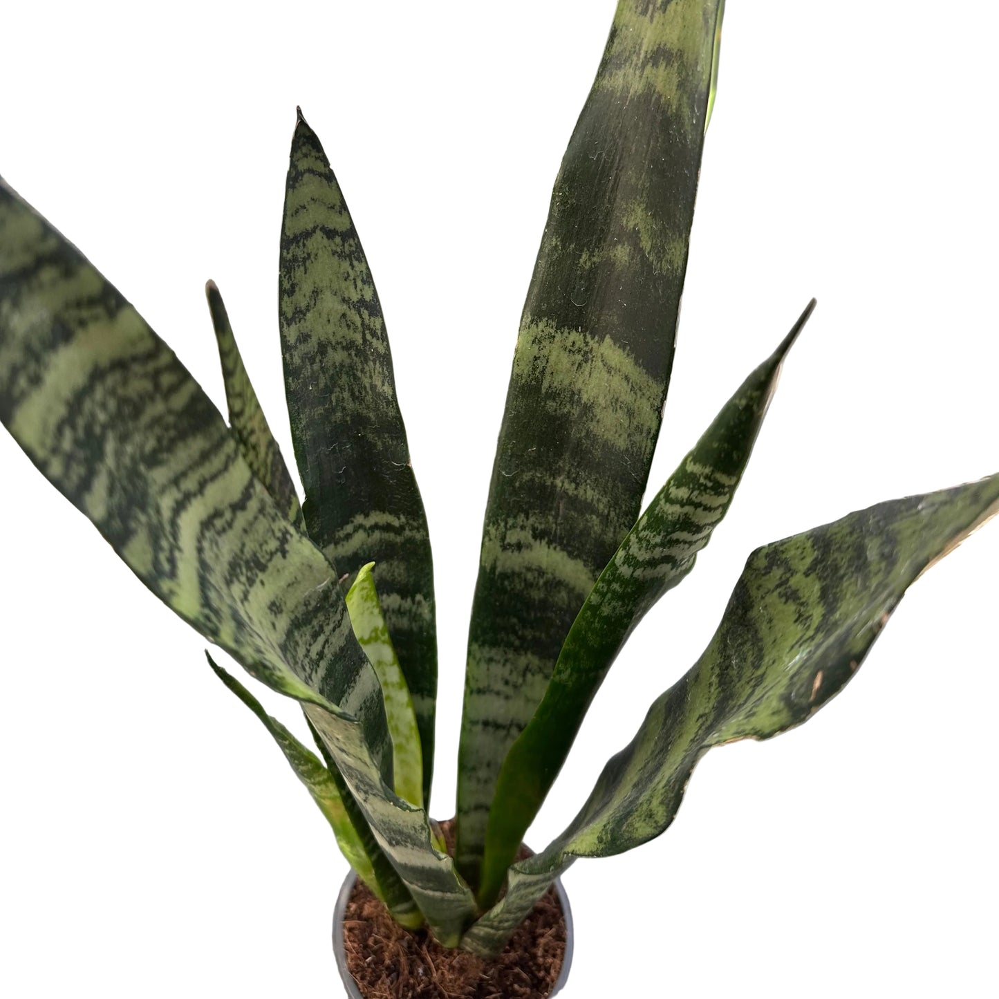 Sansevieria Black Coral