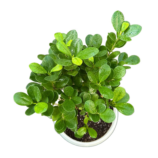 Ficus Macrocarpa M 28