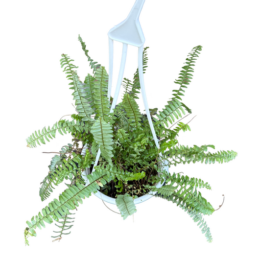 Helecho elegante Macetero N°20