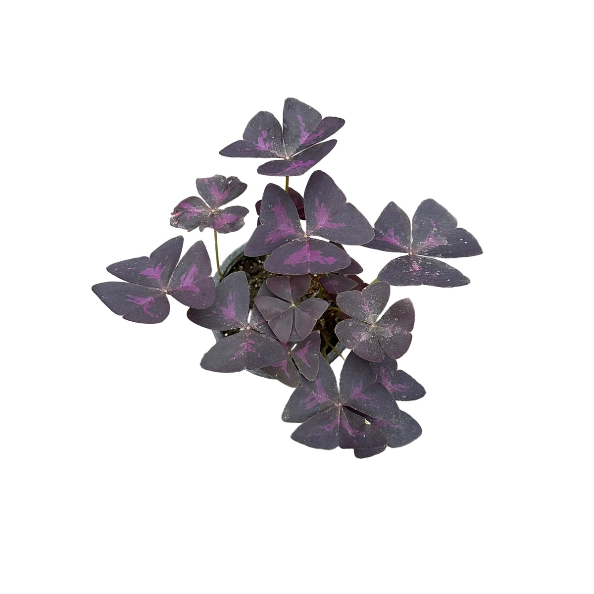 Oxalis triangular