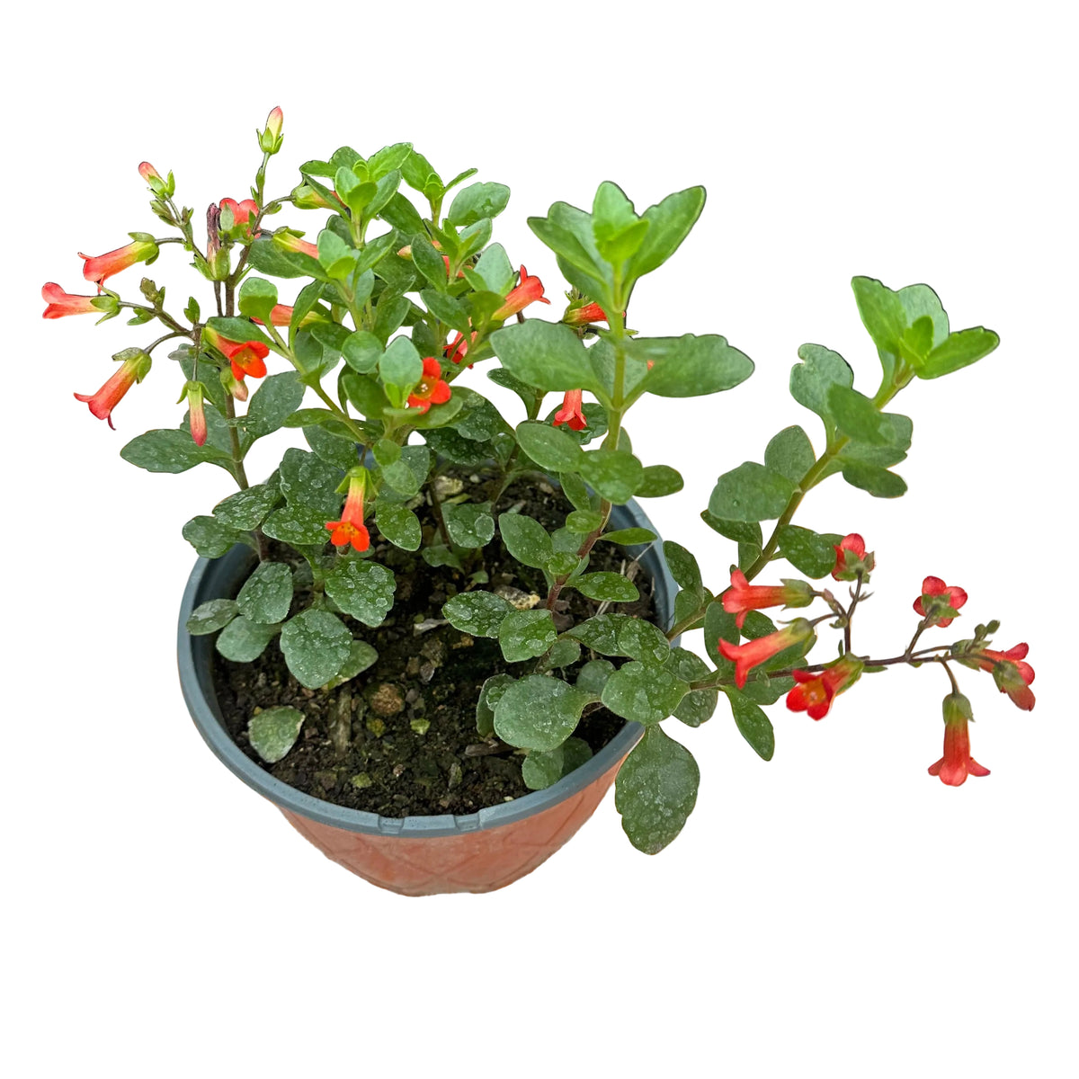 Kalanchoe Flor