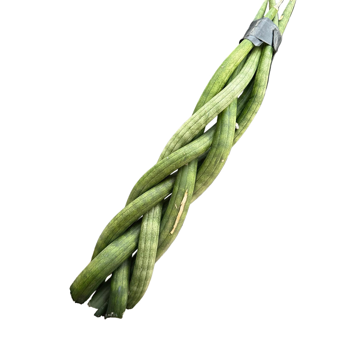 Sansivieria trenzada