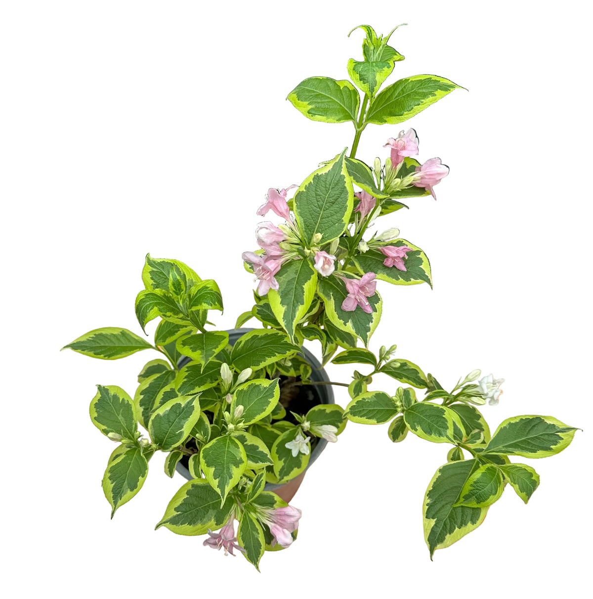 Weigela variegada