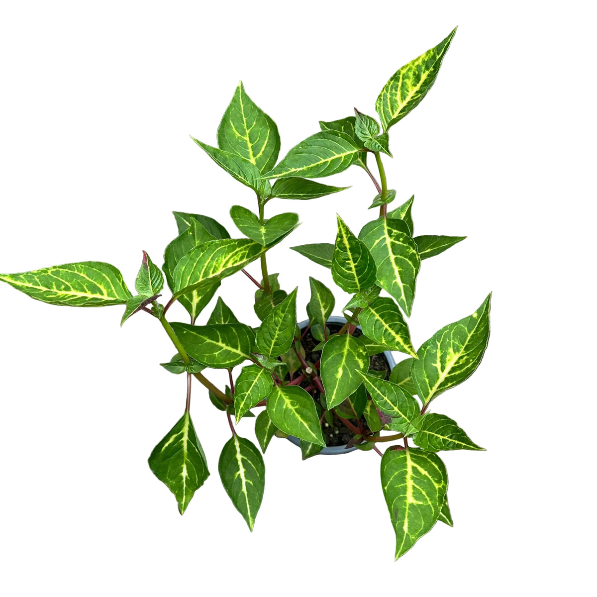 Iresine Tricolor