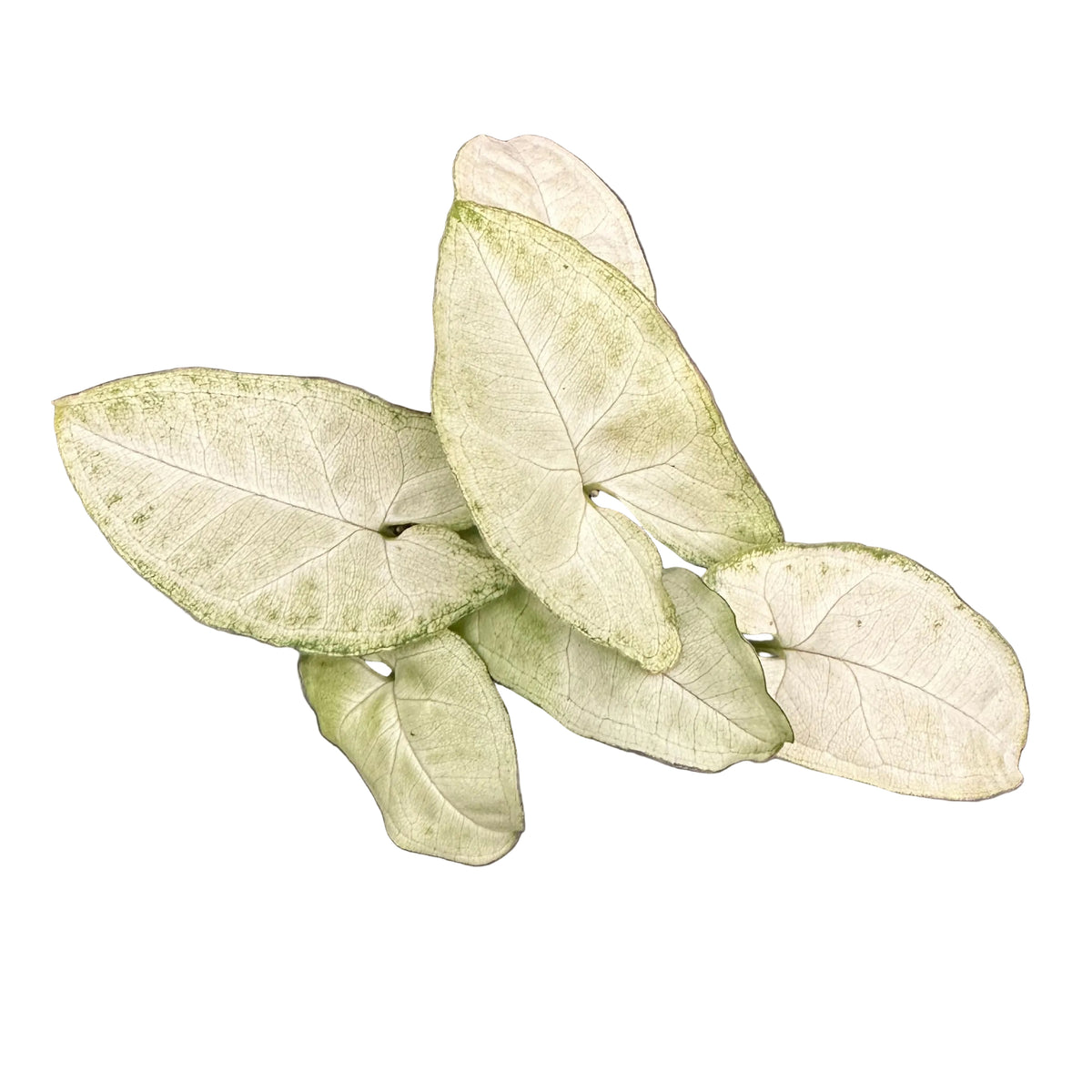 Singonio Podophyllum Holly M 9