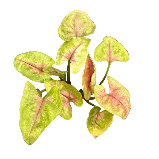 Singonio Podophyllum Strawberry M 11