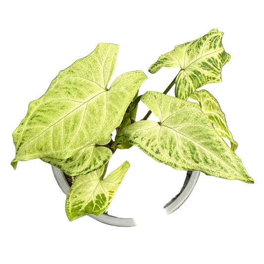 Singonio Batik M 11